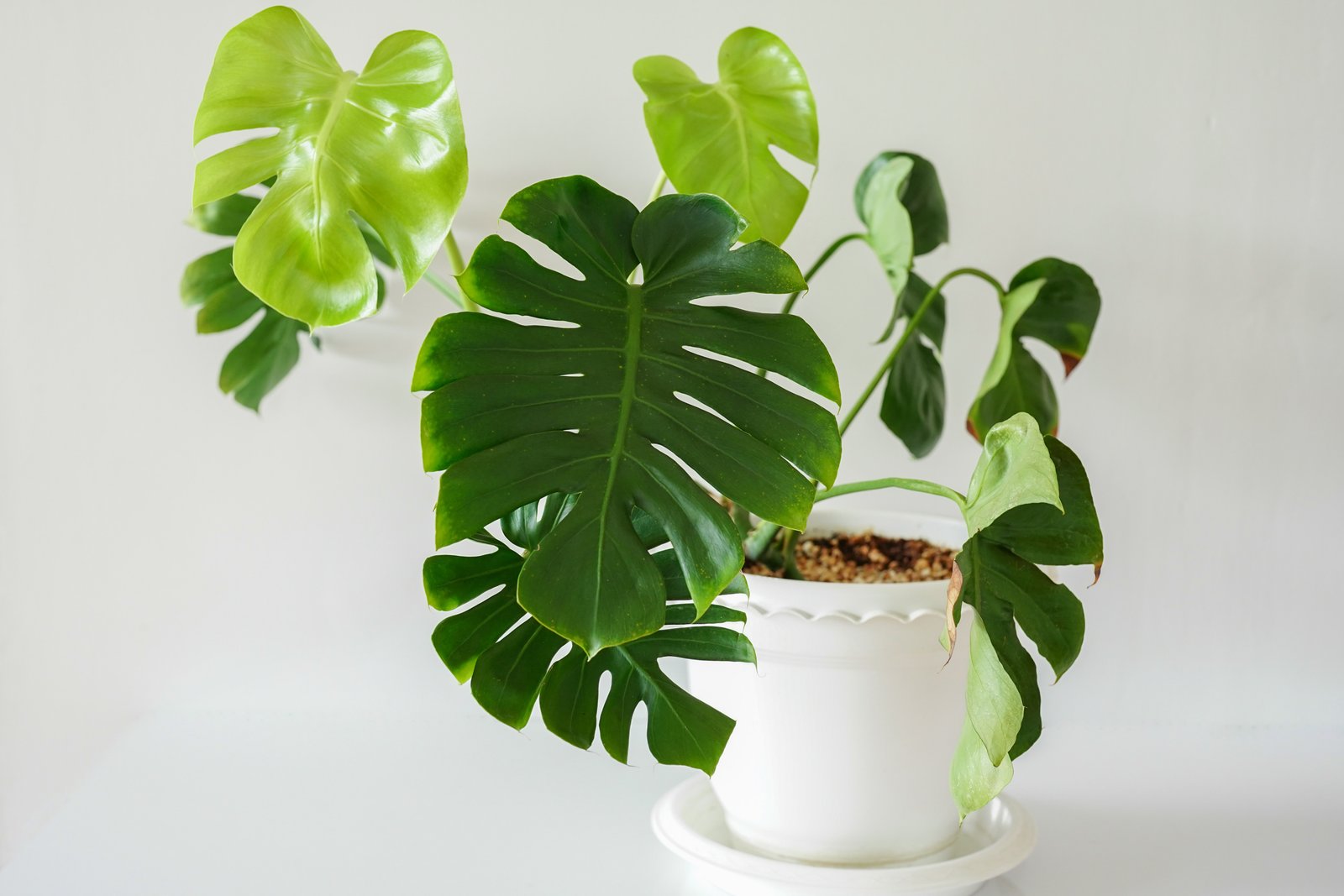 swiss cheese plant