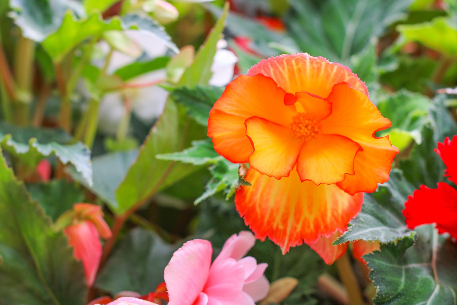 begonia