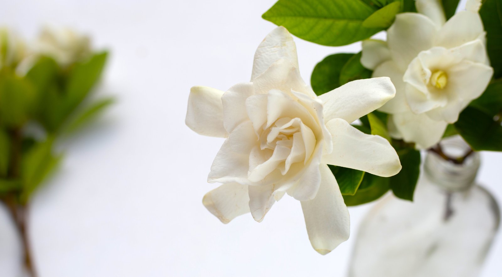 gardenia - best summer plants