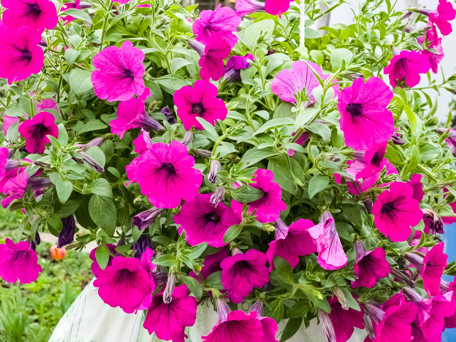 petunia