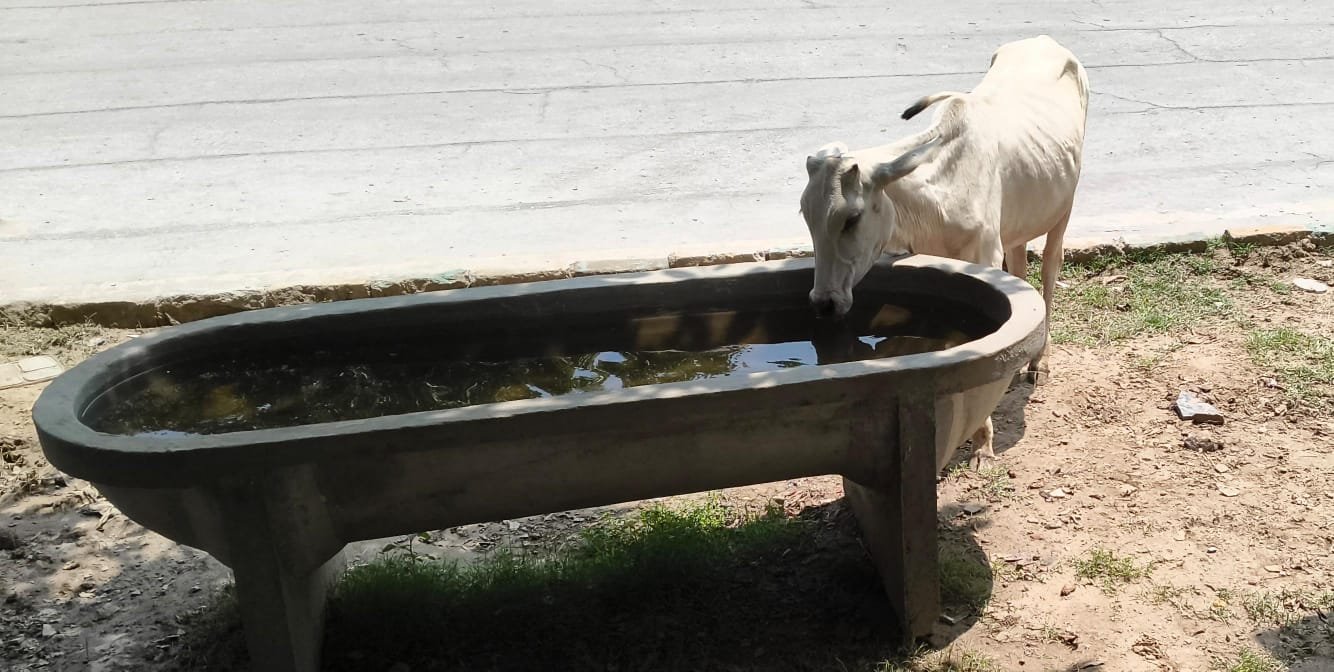INSTALLING WATER DISPENSERS FOR PUBLIC AND TROUGHS, FOOD CONTAINERS FOR ANIMALS